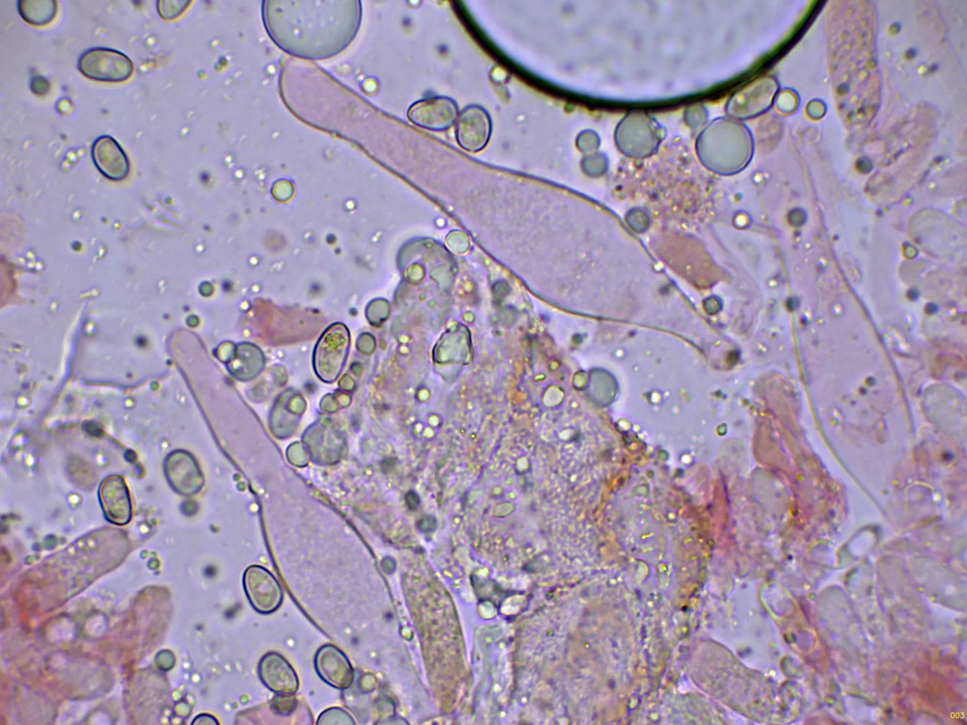 Microscopía de Pholiota lenta - 10 - Queilocistidios-003